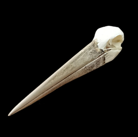 Marabou Stork Skull
