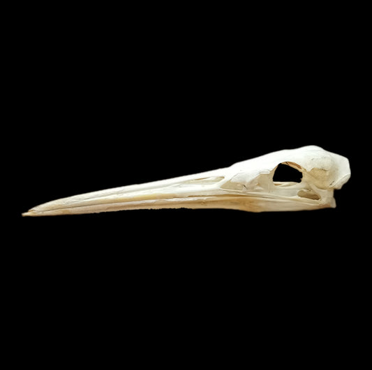 Great Egret Skull