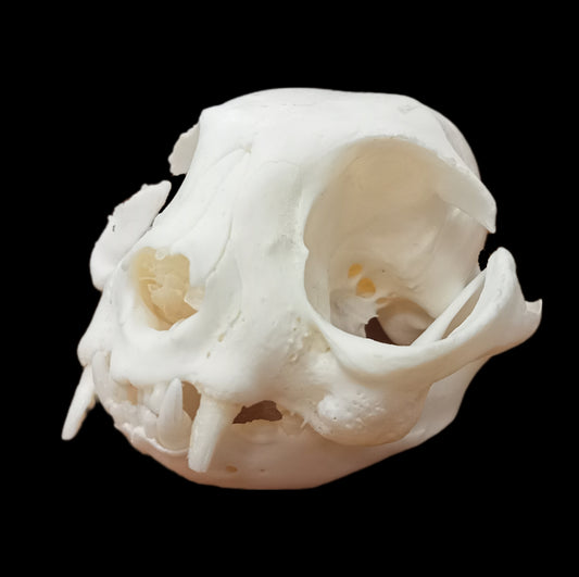 Scottish Fold cat skull pathological
