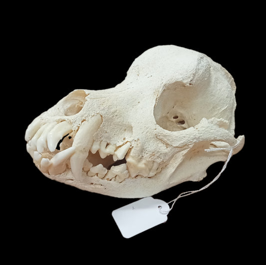 Rottweiler skull