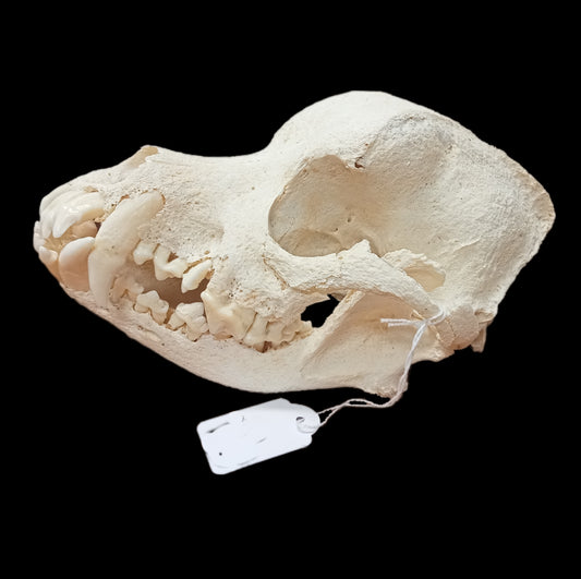 Rottweiler skull