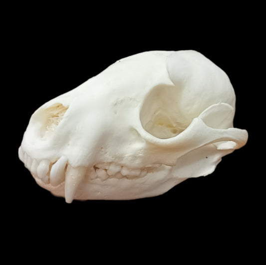 Racoon skull