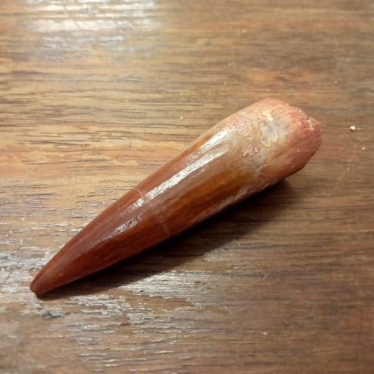 Medium Spinosaurus tooth