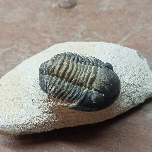 Small trilobite