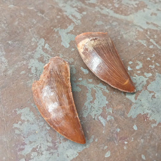 Medium Carcharodontosaurus tooth