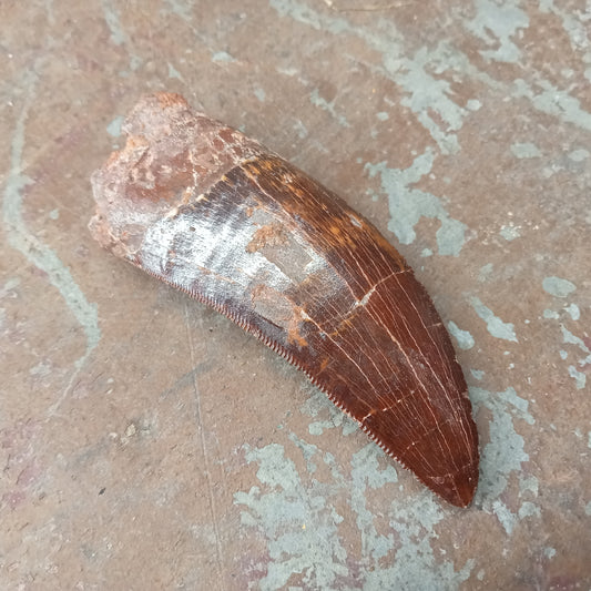 Large Carcharodontosaurus tooth