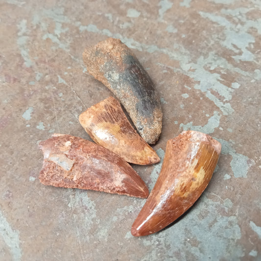 Small Carcharodontosaurus tooth