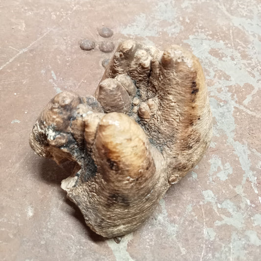 Gompotherium angustidens tooth