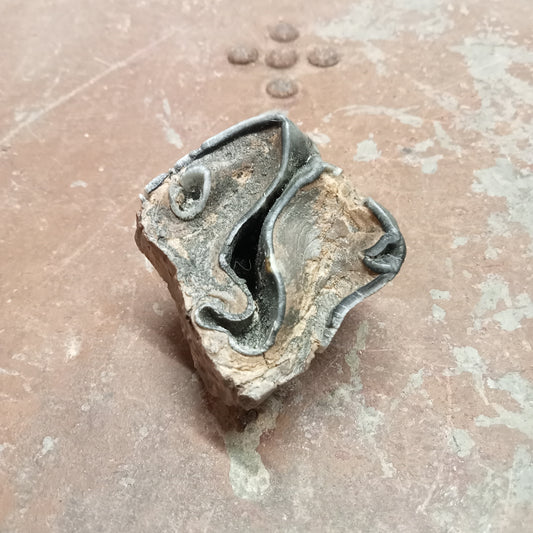 Woolly rhinoceros upper tooth