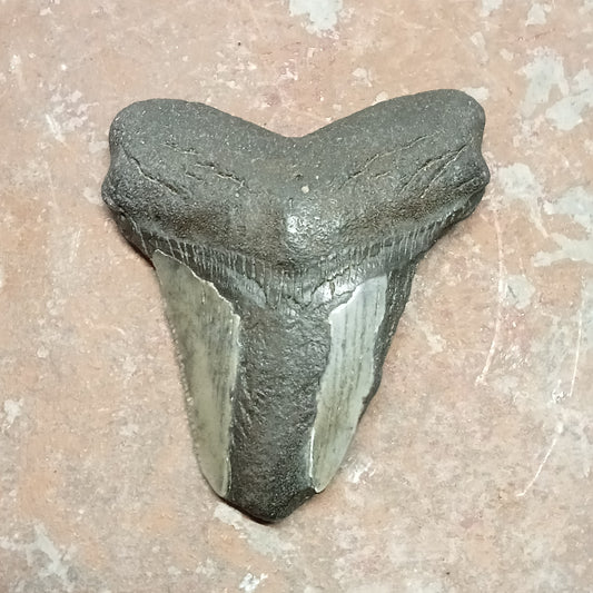 Megalodon tooth
