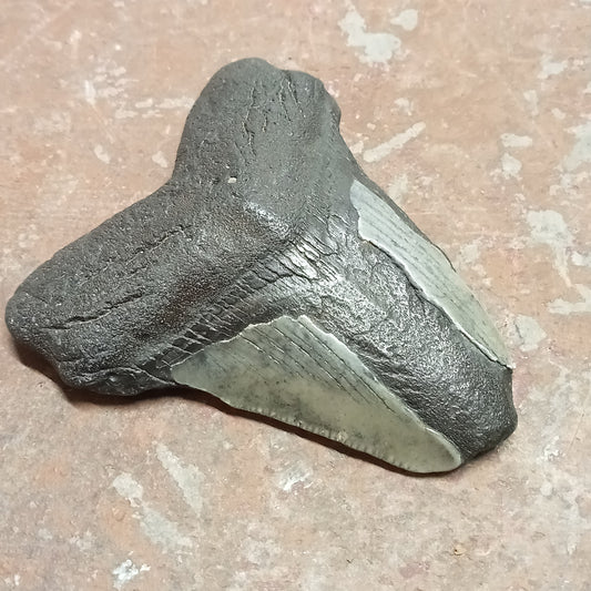 Megalodon tooth