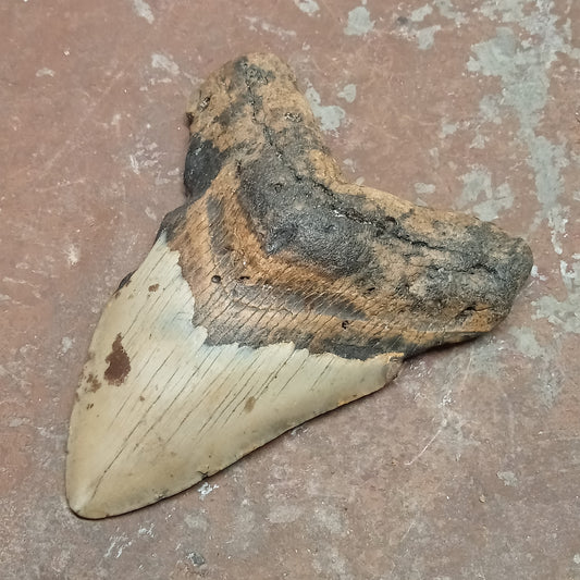 Megalodon tooth