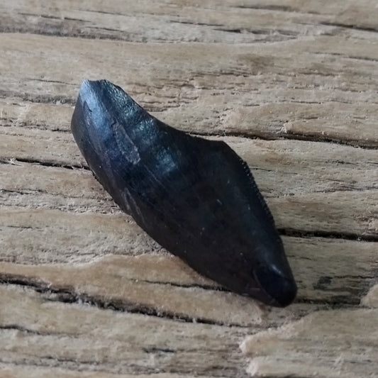Tyrannosaur tooth tip