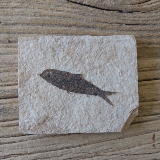 Knightia Alta fossil