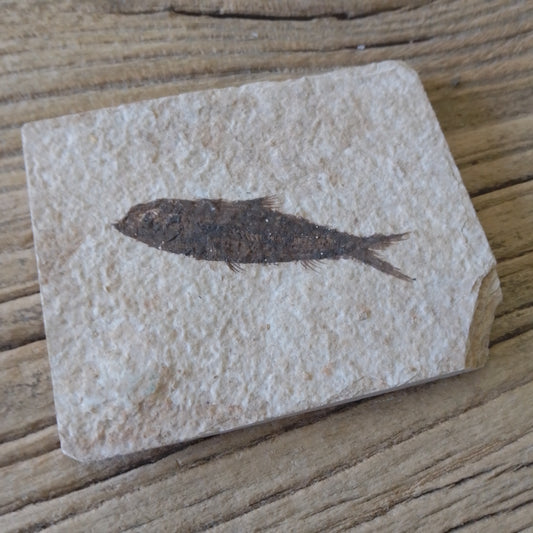 Knightia Alta fossil