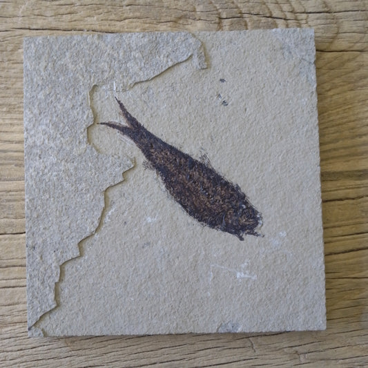 Knightia alta fossil