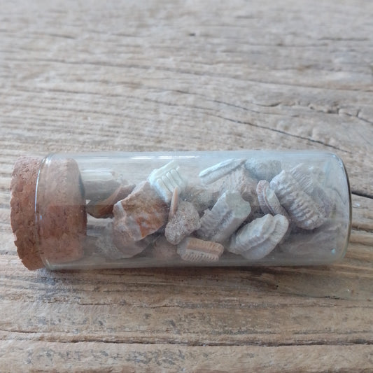 Fossil Ray mouth plate vial