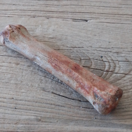 Horse leg bone fossil