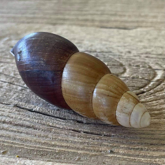 Clavator eximius shell