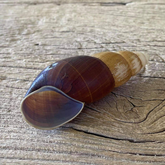 Clavator eximius shell