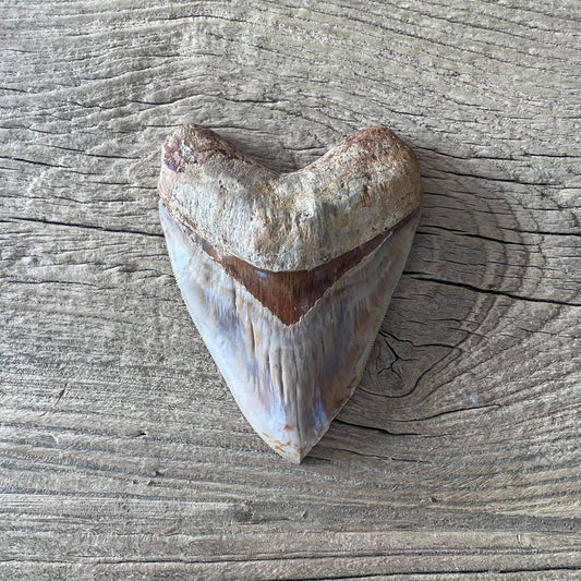 Megalodon tooth fossil