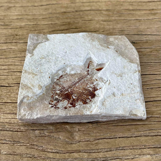 Diplomystus birdi fossil