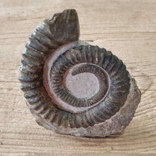Anetoceras ammonite fossil
