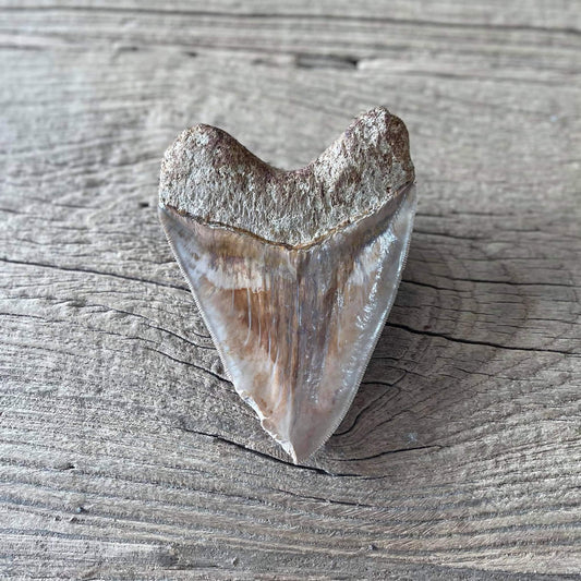 Megalodon tooth fossil