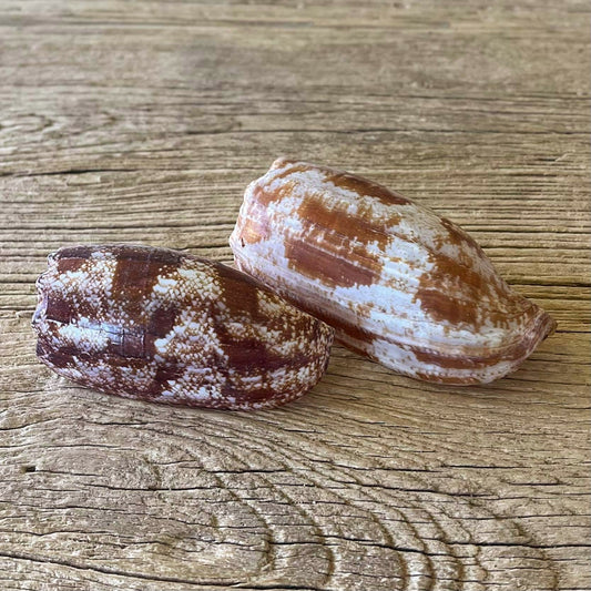 Conus geographus shell