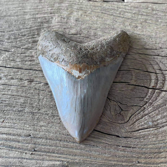 Megalodon tooth fossil