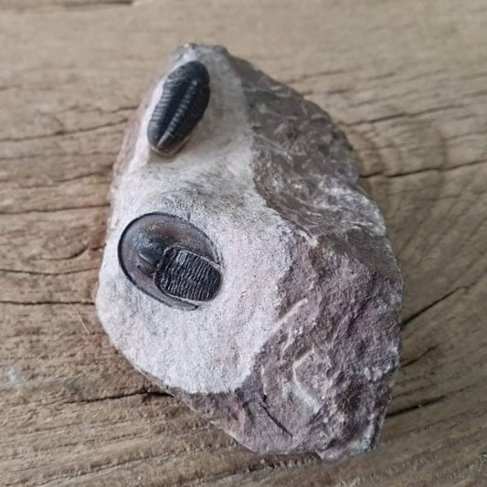 Harpes trilobite fossil