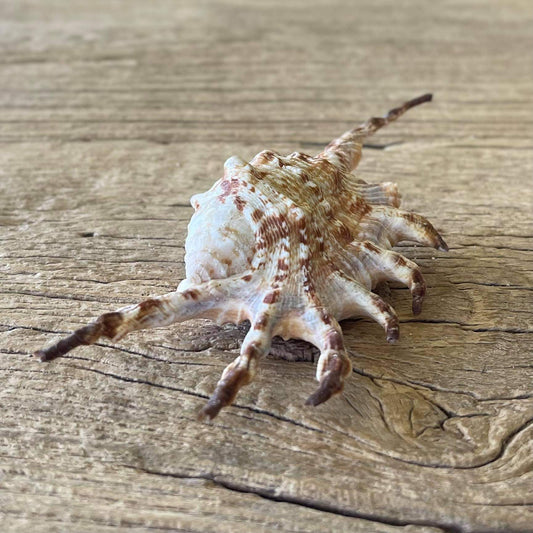 Scorpion spider shell