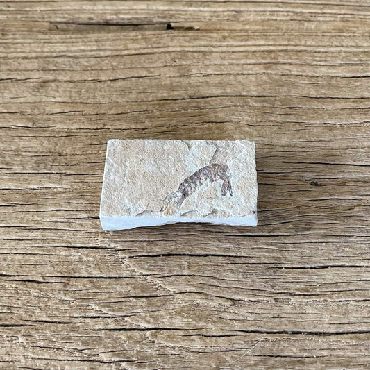 Pseudosculda laevis Mantis shrimp fossil