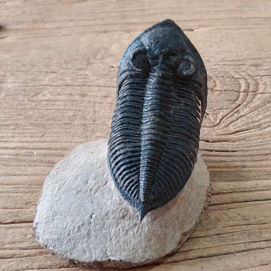 Odontochile Trilobite fossil
