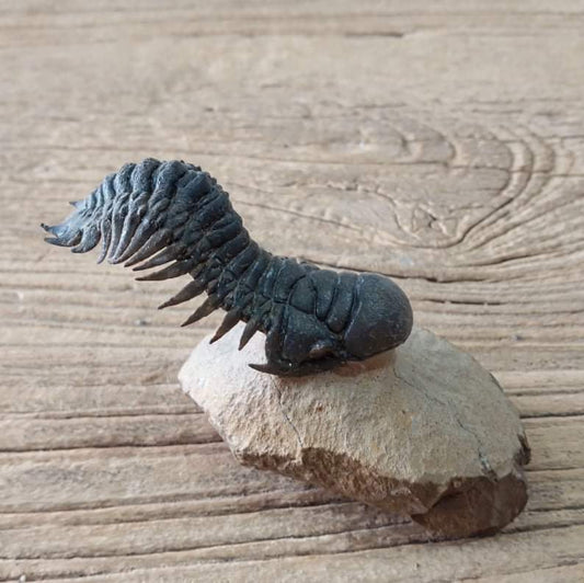 Crotalocephalus trilobite fossil