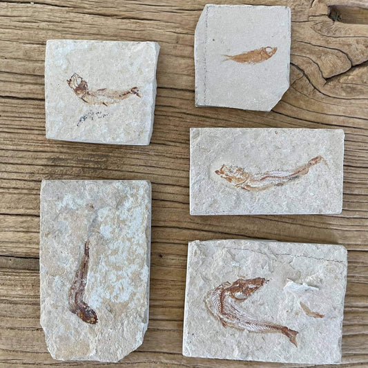 Small fish fossil
