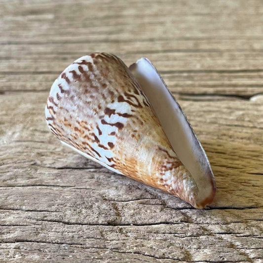 Conus capitaneus