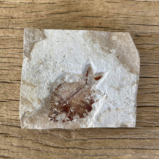 Diplomystus birdi fossil