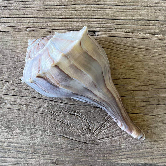 Sinistrofulgur perversum shell