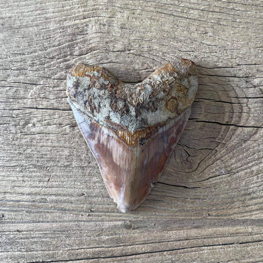 Megalodon tooth fossil