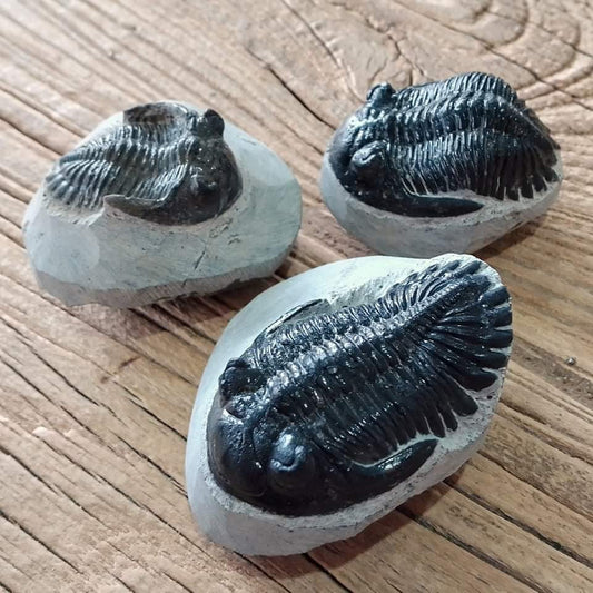 Hollardops Trilobite fossil