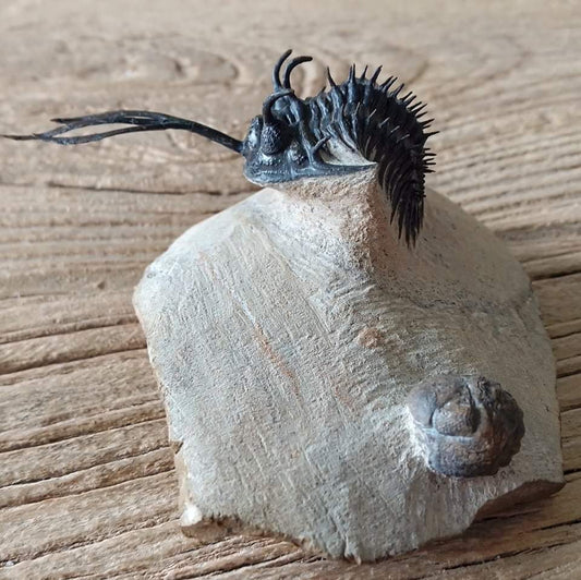 Walliserops trifurcatus Trilobite fossil