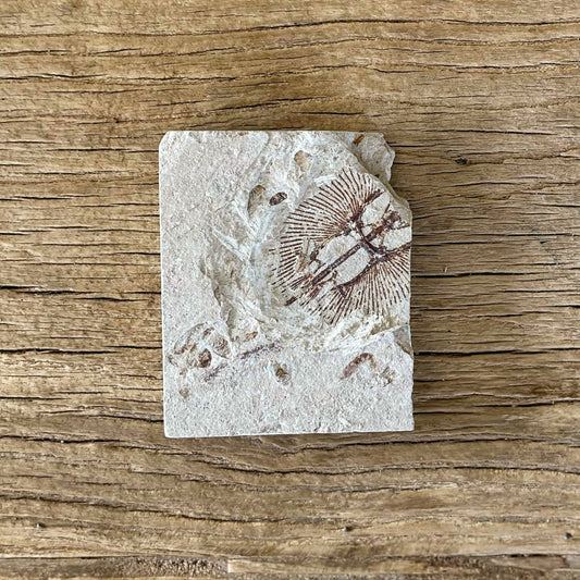 Cyclobatis fossil