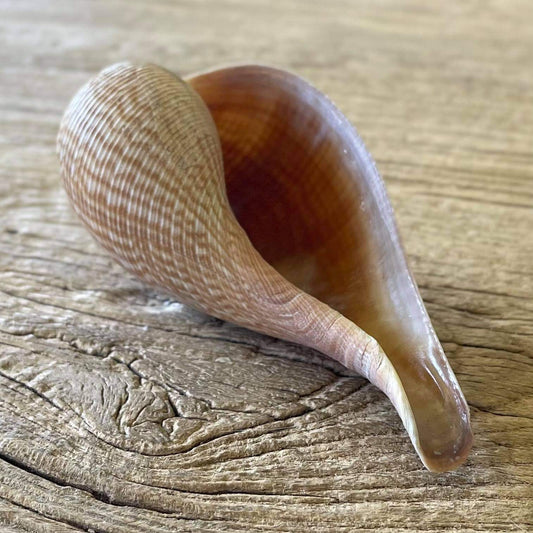 Ficus gracilis shell