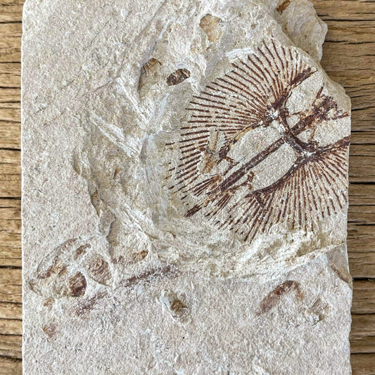 Cyclobatis fossil