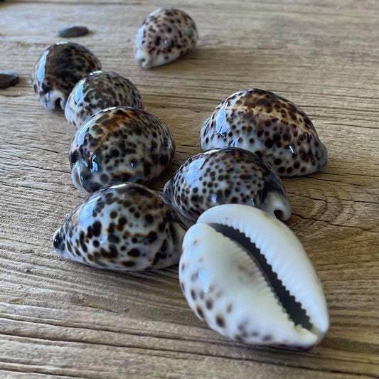 Tiger cowrie shell
