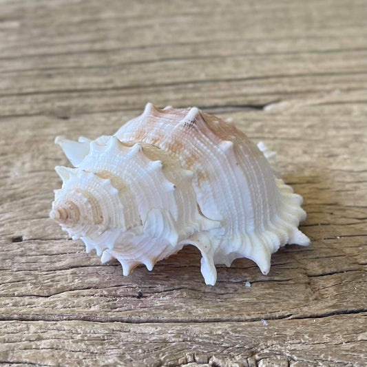 Bufonaria rana shell