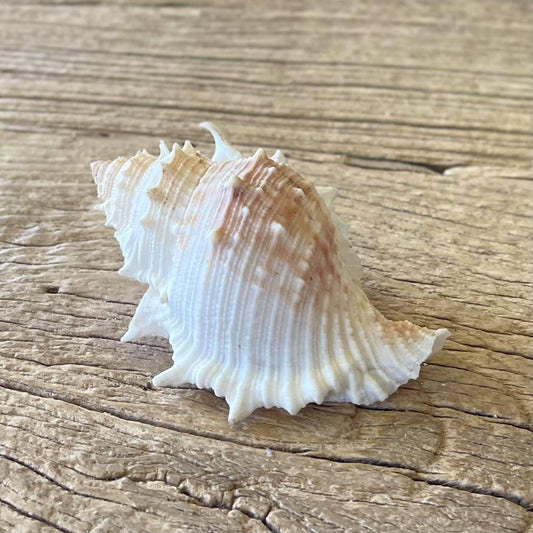 Bufonaria rana shell
