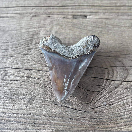 Megalodon tooth fossil