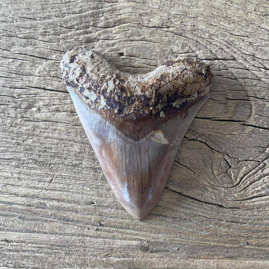 Megalodon tooth fossil